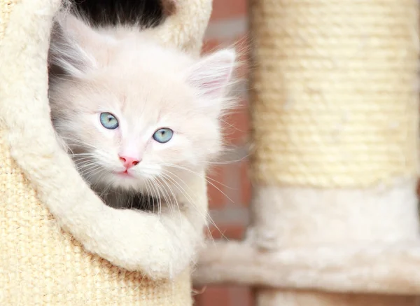 Cream puppy of siberian breed, cat — Stock Photo, Image