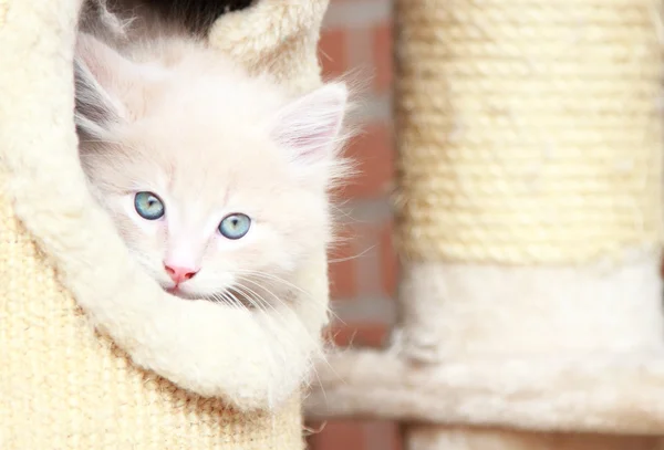 Cream puppy of siberian breed, cat — Stock Photo, Image