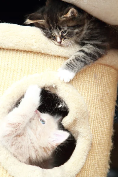 Щенки сибирских кошек, коричневые и кремовые версии — стоковое фото