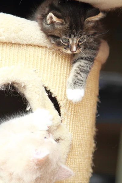 Cachorros de gatos siberianos, versión marrón y crema — Foto de Stock