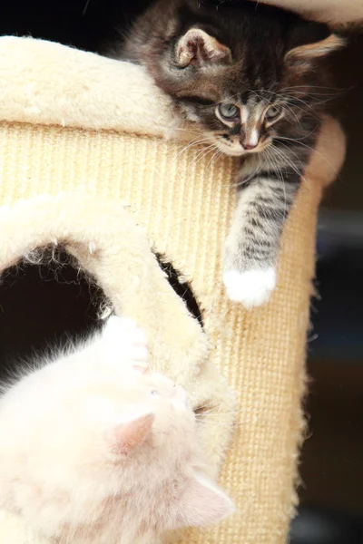 Cachorros de gatos siberianos, versión marrón y crema — Foto de Stock