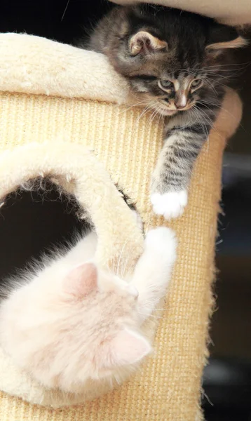 Filhotes de gatos siberianos, versão marrom e creme — Fotografia de Stock