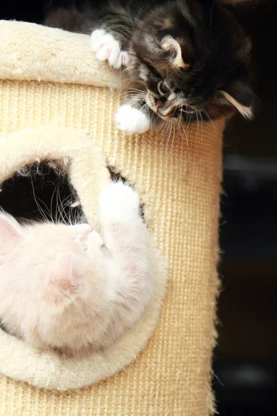 Cachorros de gatos siberianos, versión marrón y crema — Foto de Stock