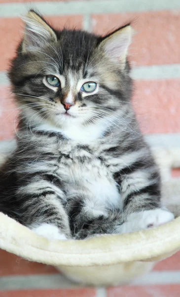 Marrone cucciolo di gatto siberiano — Foto Stock