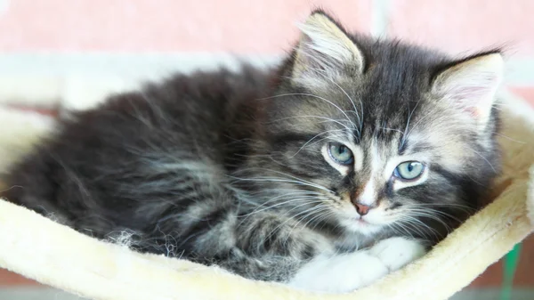 Brown puppy of siberian cat — Stock Photo, Image