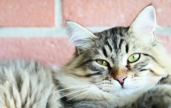 Bruin kitten van Siberische ras, zes maanden — Stockfoto