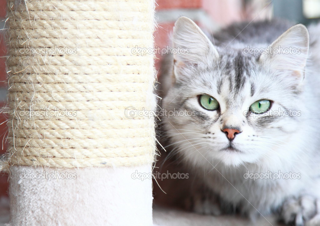 Silver cat of siberian breed, female adult