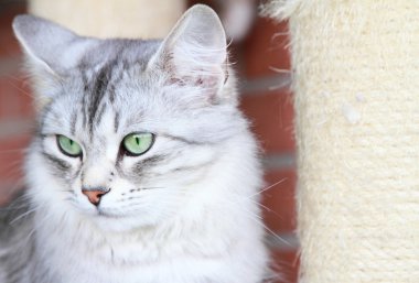 Sibirya doğurmak, yetişkin erkek gümüş kedi