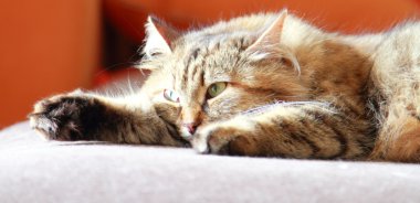 Masada, Sibirya doğurmak dişi kedi