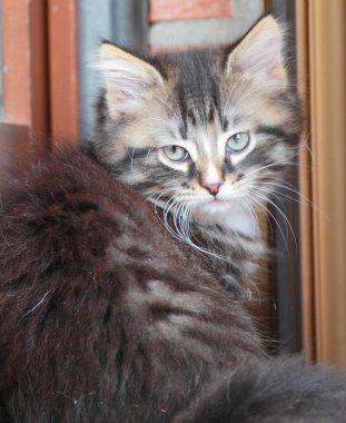 Siberian kedi iki aylıkken kahverengi köpek yavrusu