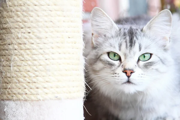 Срібна кішка сибірської породи, доросла жінка — стокове фото