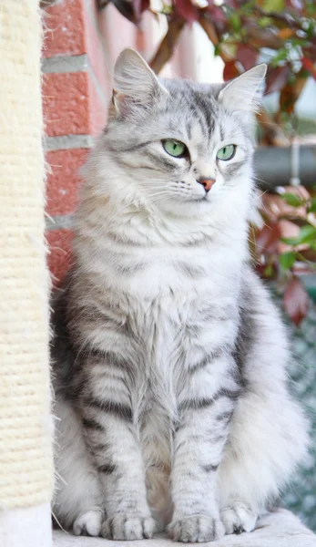 Silver cat of siberian breed, female adult — Stock Photo, Image