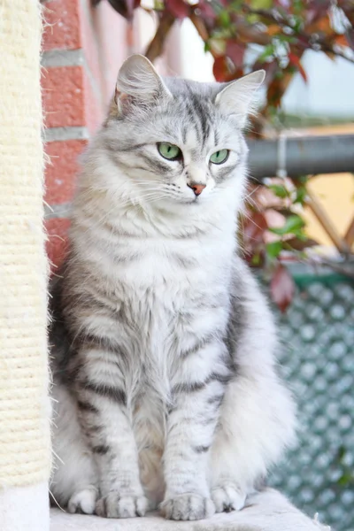 Silver cat of siberian breed, female adult — Stock Photo, Image