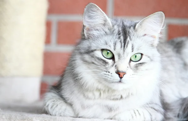 Silver cat of siberian breed, female adult — Stock Photo, Image