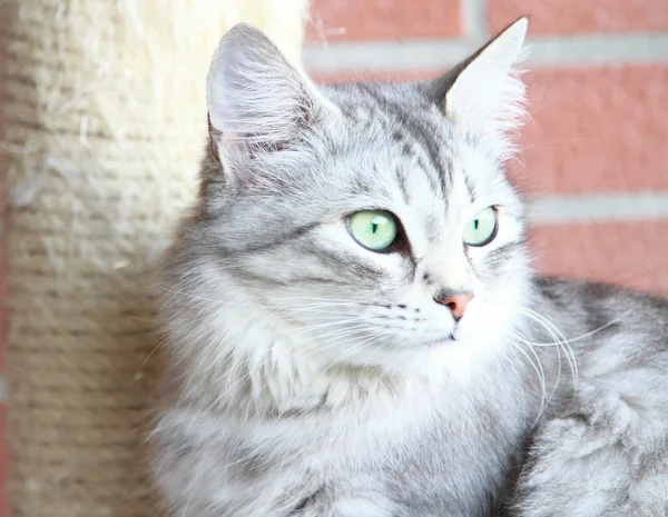 西伯利亚的品种，成年女性的银猫 — 图库照片