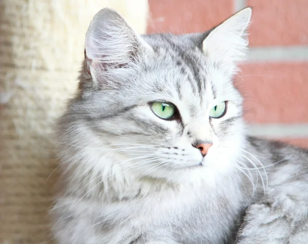 西伯利亚的品种，成年女性的银猫 — 图库照片