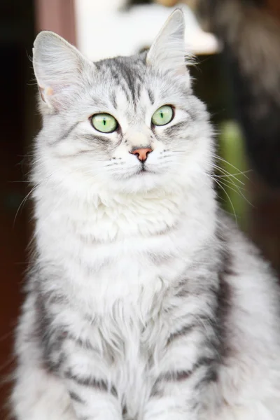 Gato de plata de raza siberiana, hembra adulta — Foto de Stock