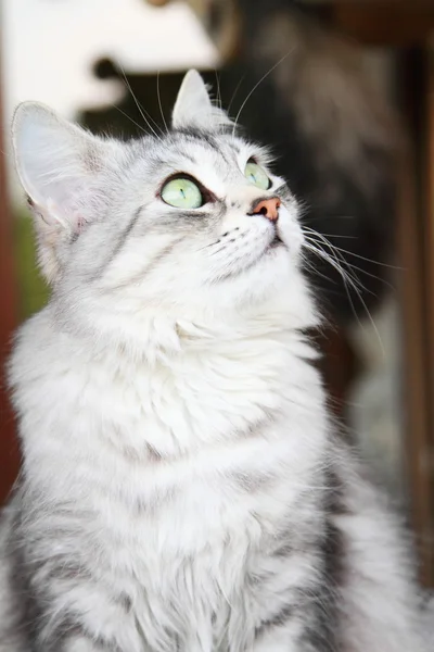 Gato de plata de raza siberiana, hembra adulta — Foto de Stock