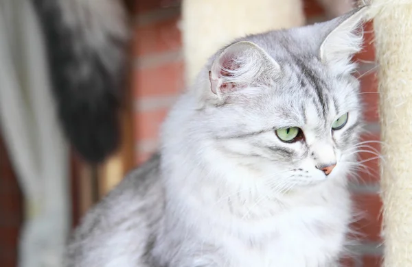 Gato de prata da raça siberiana, adulto feminino — Fotografia de Stock