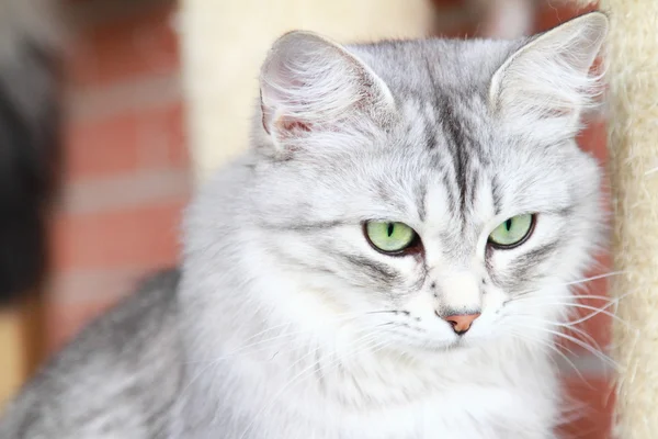 Silver katt för sibiriska ras, kvinnliga vuxen — Stockfoto