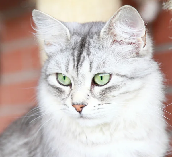 Silver cat of siberian breed, adult female — Stock Photo, Image