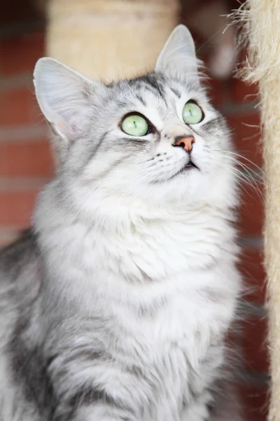 Silver cat of siberian breed, adult female — Stock Photo, Image