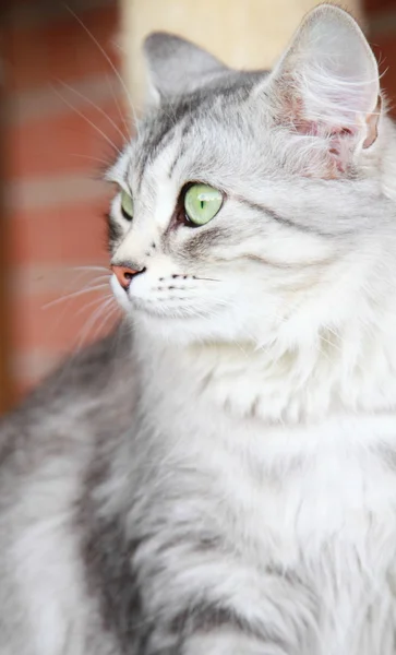 Gatto d'argento di razza siberiana, femmina adulta — Foto Stock
