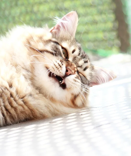 Gatito marrón de raza siberiana, seis meses — Foto de Stock