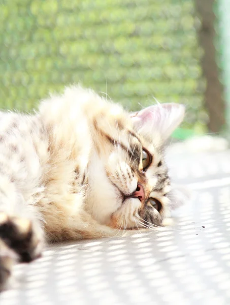 Gatito marrón de raza siberiana, seis meses — Foto de Stock