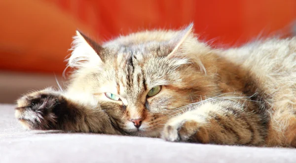 Gato fêmea na mesa, raça siberiana — Fotografia de Stock