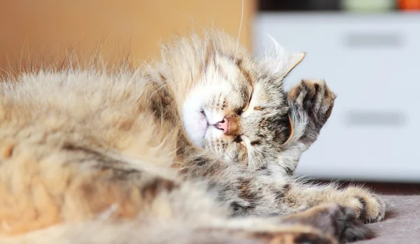 Szylkret brązowy kot rasy syberyjski — Zdjęcie stockowe