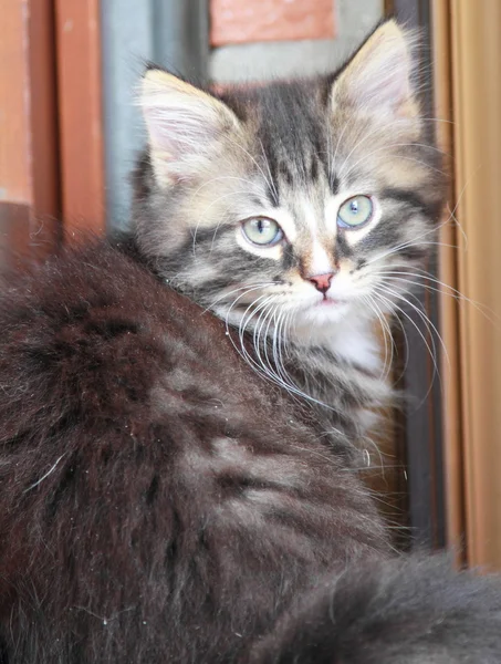 Cachorrinho marrom de gato siberiano em dois meses — Fotografia de Stock