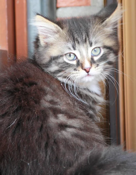 Braune Welpen der sibirischen Katze im Alter von zwei Monaten — Stockfoto