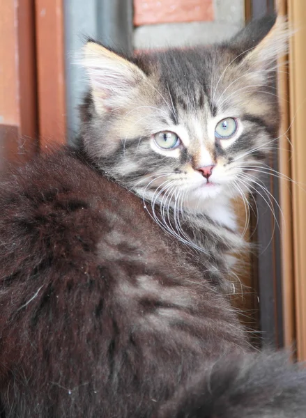 Siberian kedi iki aylıkken kahverengi köpek yavrusu — Stok fotoğraf