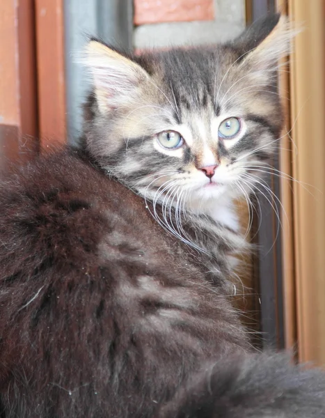 Brązowy szczeniak, kot syberyjski w dwa miesiące — Zdjęcie stockowe