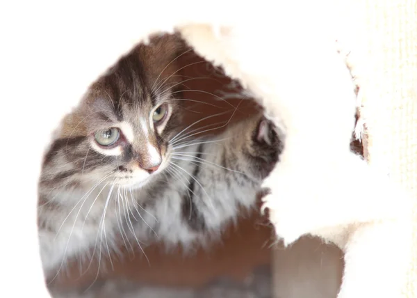 Brun valp av Sibirisk katt på två månader — Stockfoto