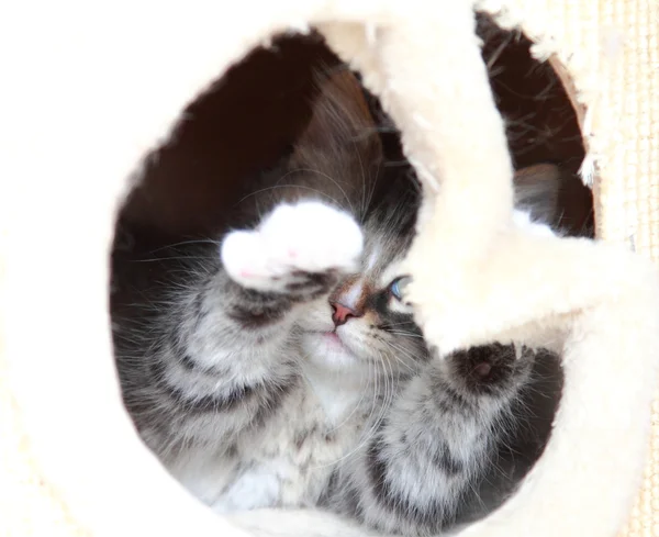 Коричневый щенок сибирской кошки в два месяца — стоковое фото