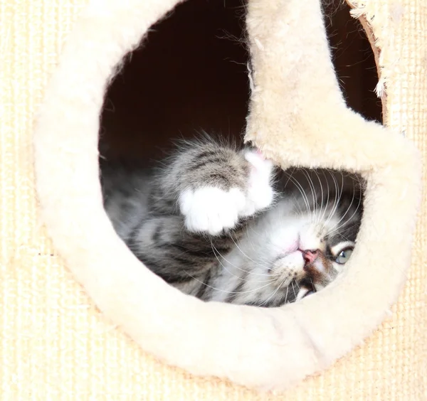 Cachorrinho marrom de gato siberiano em dois meses — Fotografia de Stock