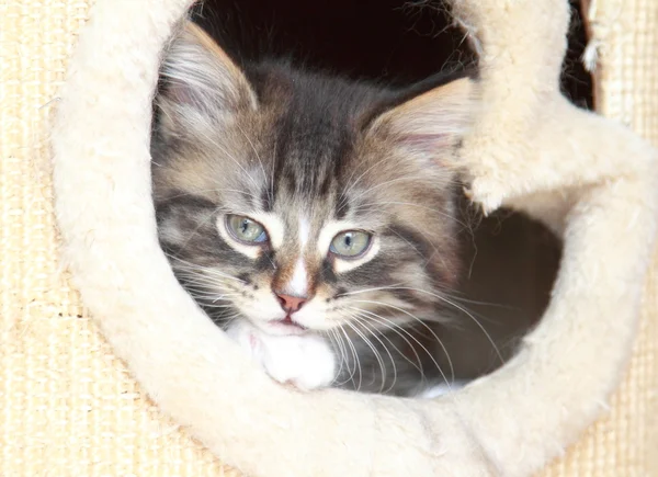 Cachorro marrón de gato siberiano a los dos meses — Foto de Stock