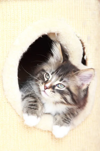 Siberian kedi iki aylıkken kahverengi köpek yavrusu — Stok fotoğraf