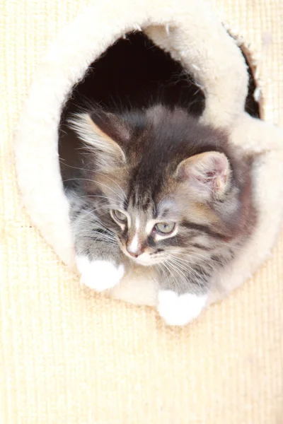 Καφέ κουτάβι της σιβηρικής γάτας δίμηνη — Φωτογραφία Αρχείου