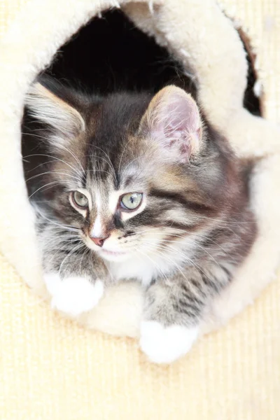 Bruin puppy van de Siberische Kat op twee maanden — Stockfoto