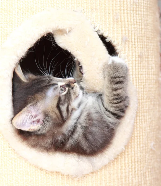 Siberian kedi iki aylıkken kahverengi köpek yavrusu — Stok fotoğraf