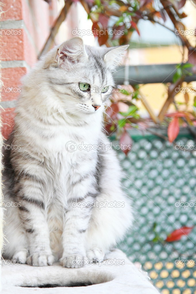 Silver cat of siberian breed, female adult