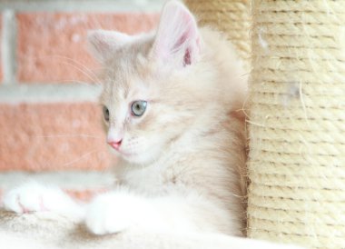 yavru Sibirya cins krem, kedi