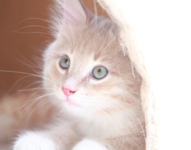 yavru Sibirya cins krem, kedi
