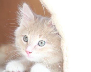 yavru Sibirya cins krem, kedi