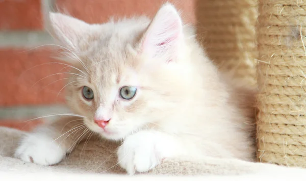 Crema cucciolo di razza siberiana, gatto — Foto Stock