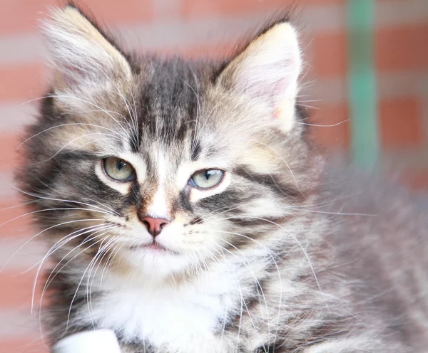 Siberian kedi iki aylıkken kahverengi köpek yavrusu — Stok fotoğraf