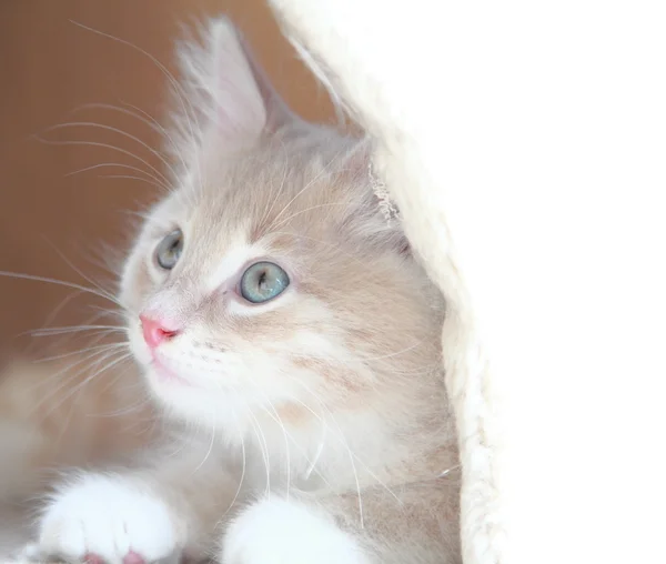 Cream puppy of siberian breed, cat — Stock Photo, Image